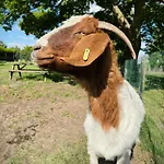 Gasthuis Logeren Bij Heeren 3*