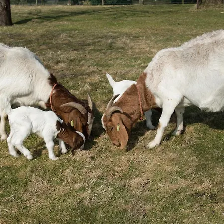 Logeren Bij Heeren Pensjonat Made