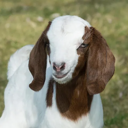 Pensión Logeren Bij Heeren 3*