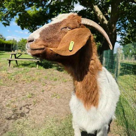 Pensjonat Logeren Bij Heeren 3*