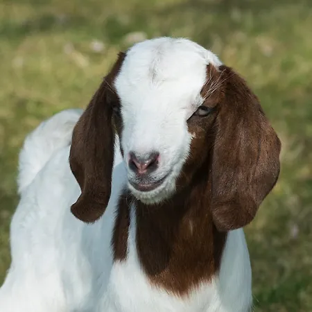 Gasthuis Logeren Bij Heeren 3*