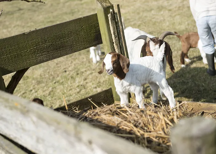 Logeren Bij Van Heeren Gasthof Made