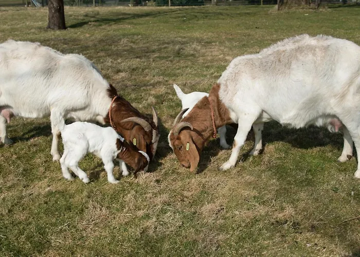 Logeren Bij Van Heeren Gasthof Made
